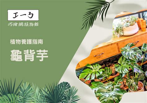 辦公桌植物擺放|增添工作靈感！精心挑選你的完美辦公室植物指南 